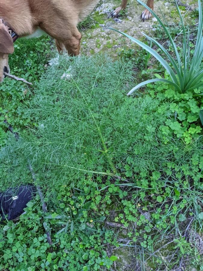 Ferulago campestris — search result for 'Ferula'