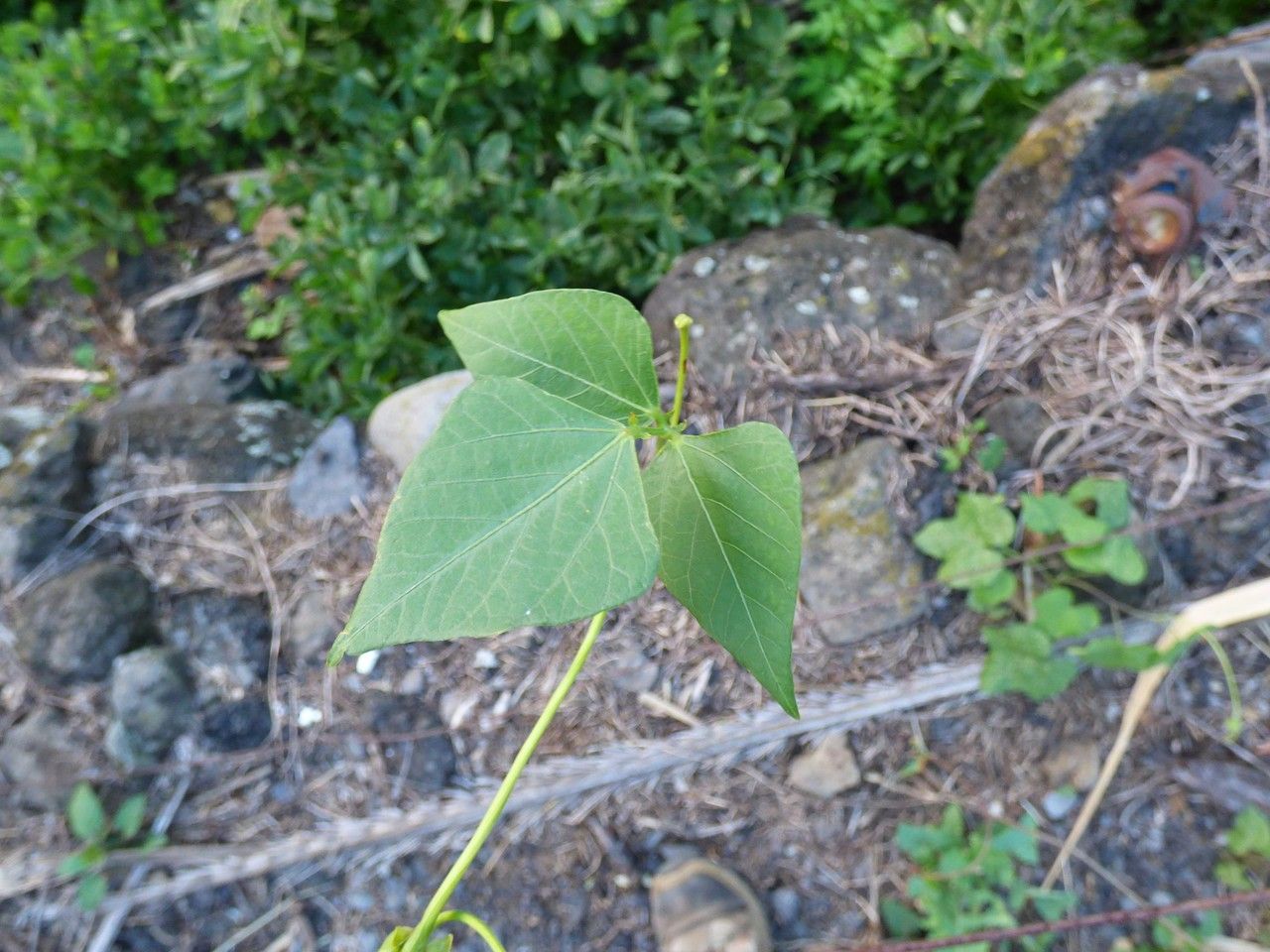 Psophocarpus tetragonolobus leaf