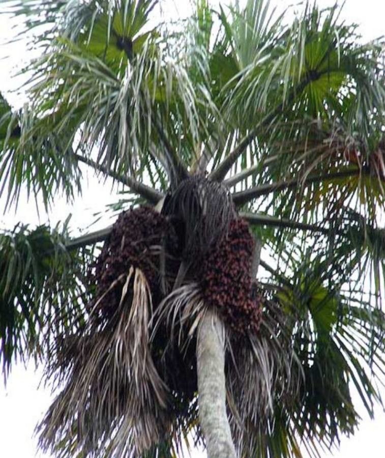 Mauritia flexuosa fruit