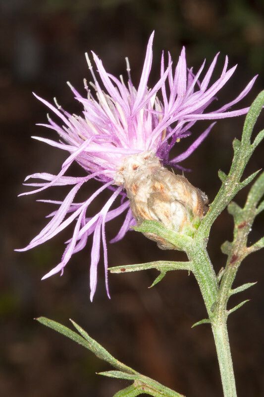 Centaurea deusta flower