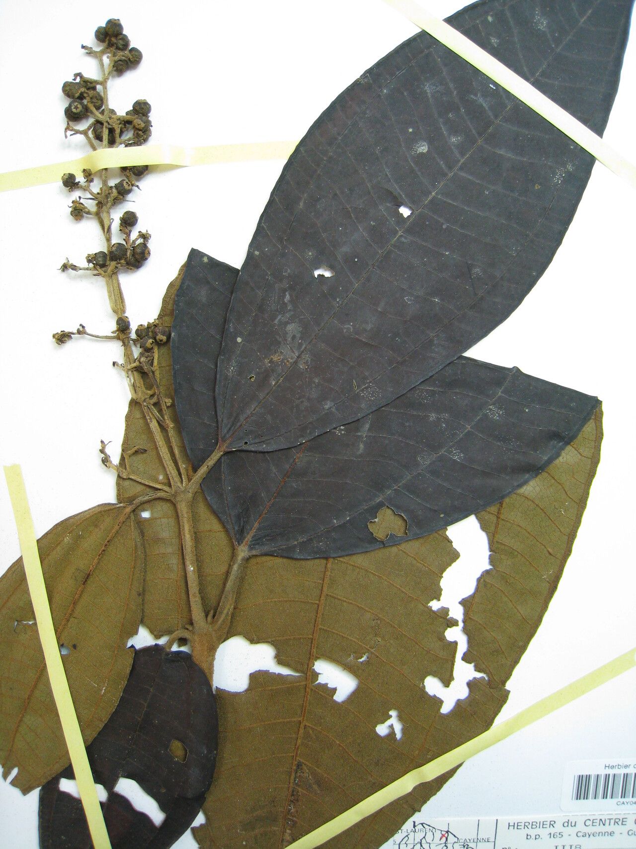 Miconia sagotiana — houseplant care guide