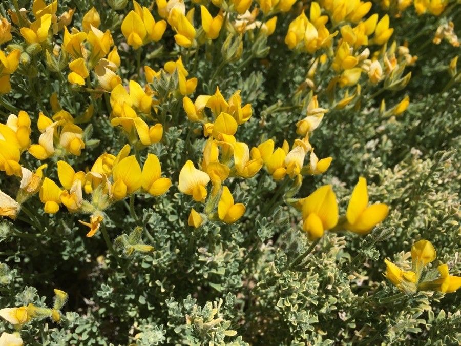 Adenocarpus viscosus flower