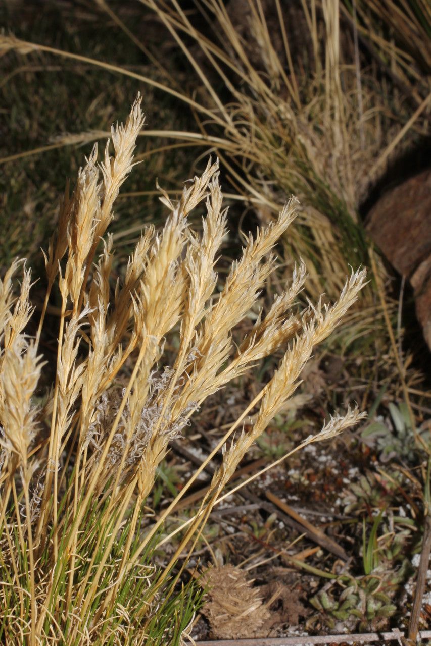 Cinnagrostis vicunarum fruit