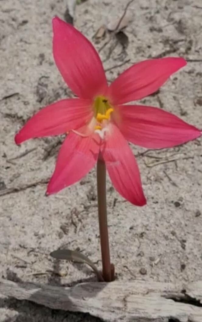 Zephyranthes sylvatica — houseplant care guide