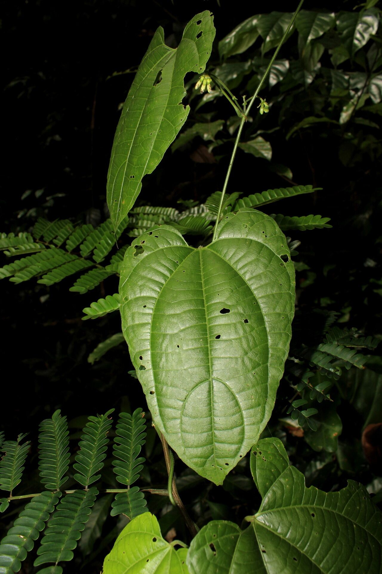 Dalechampia heterobractea leaf