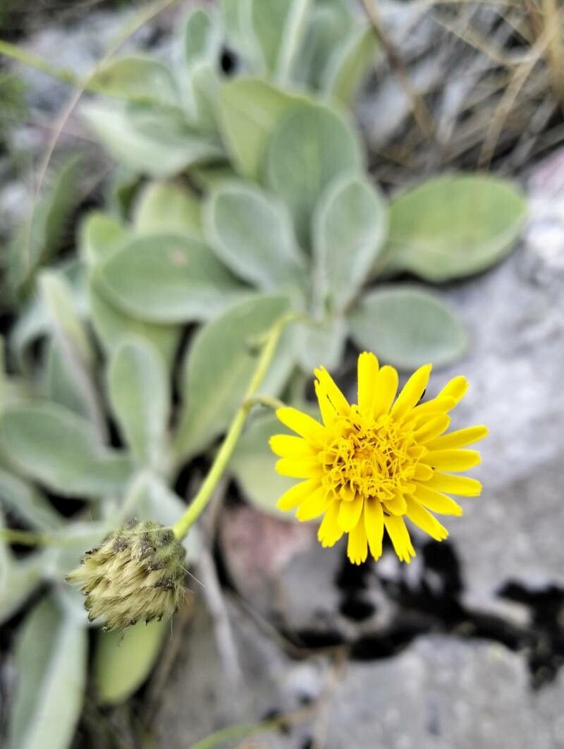 Hieracium waldsteinii flower