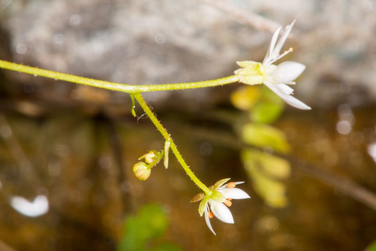 Micranthes stellaris fruit