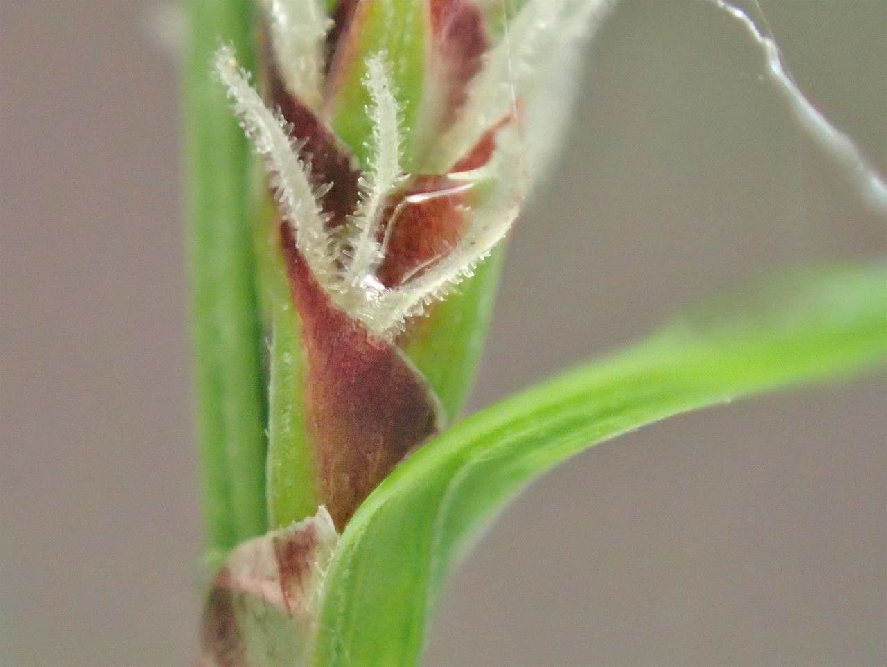 Carex filiformis bark