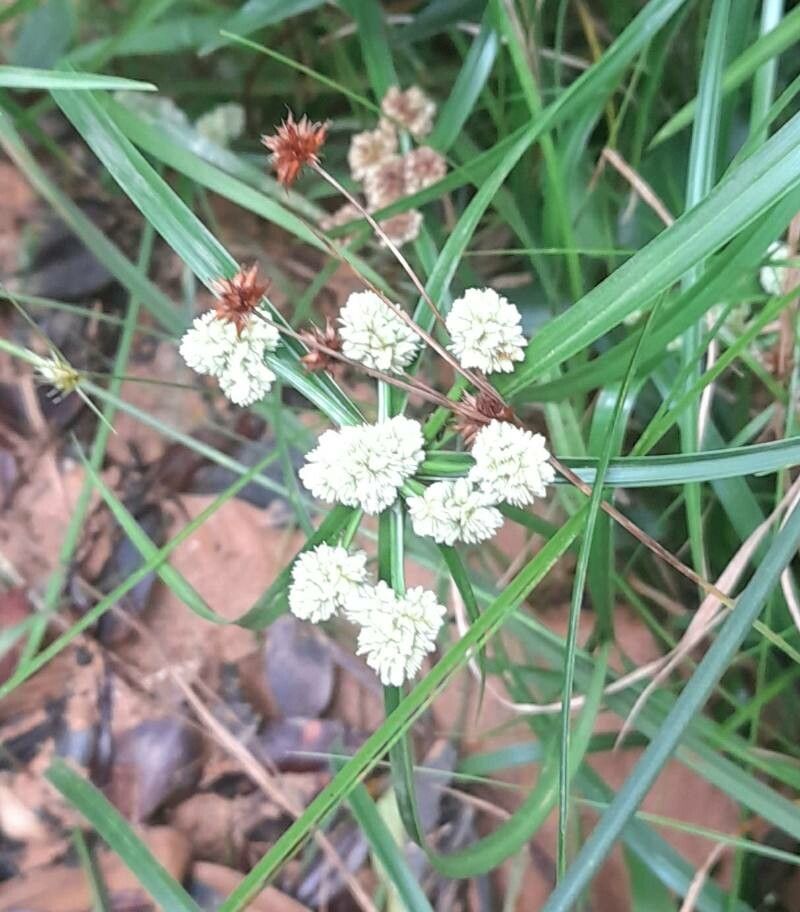 Cyperus luzulae habit