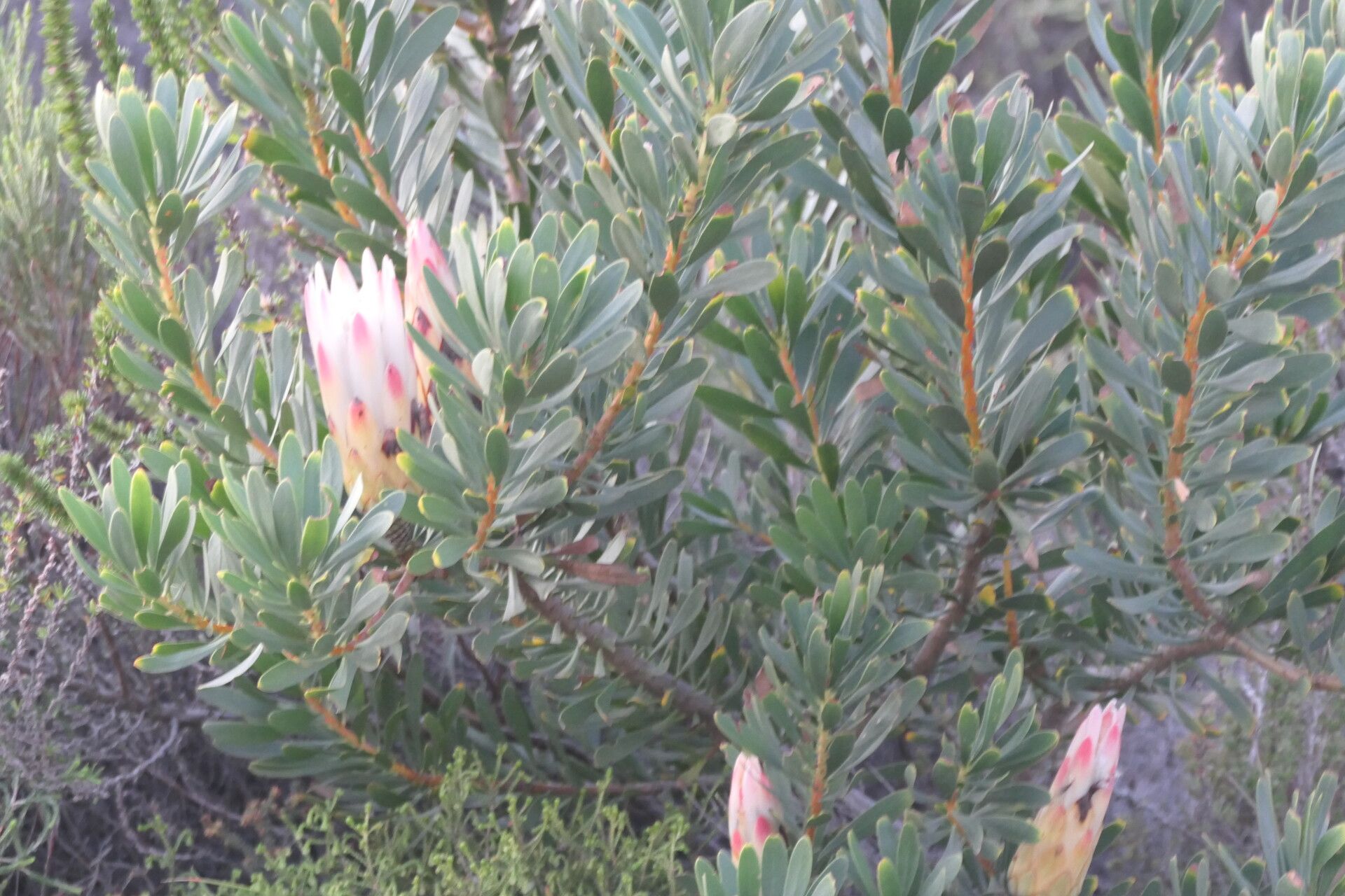 Protea repens flower