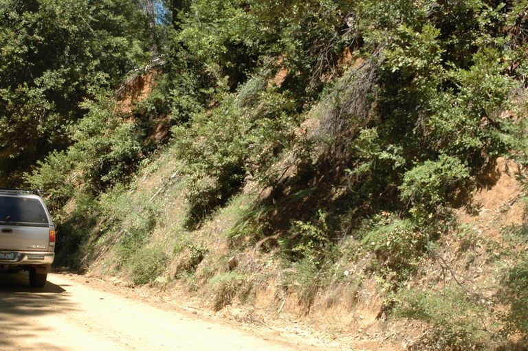 Calystegia atriplicifolia habit