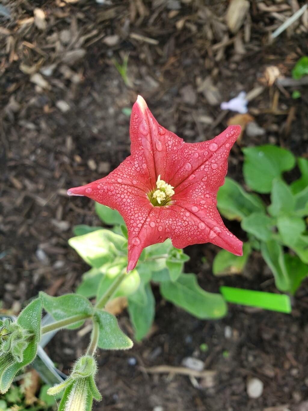 Petunia exserta flower