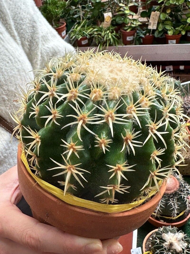 Grusonia bulbispina — related species from the same genus