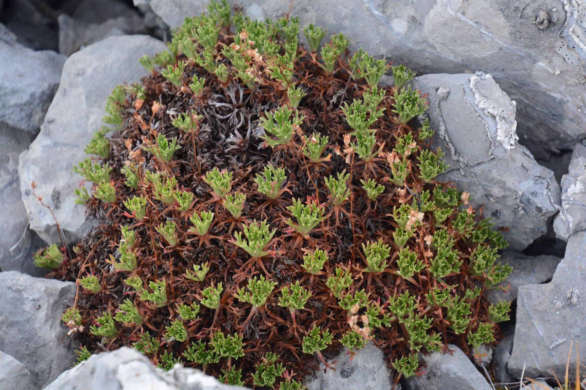 Saxifraga babiana — houseplant care guide
