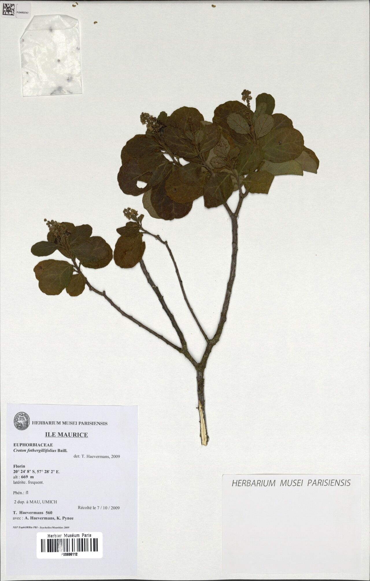 Croton fothergillifolius — houseplant care guide