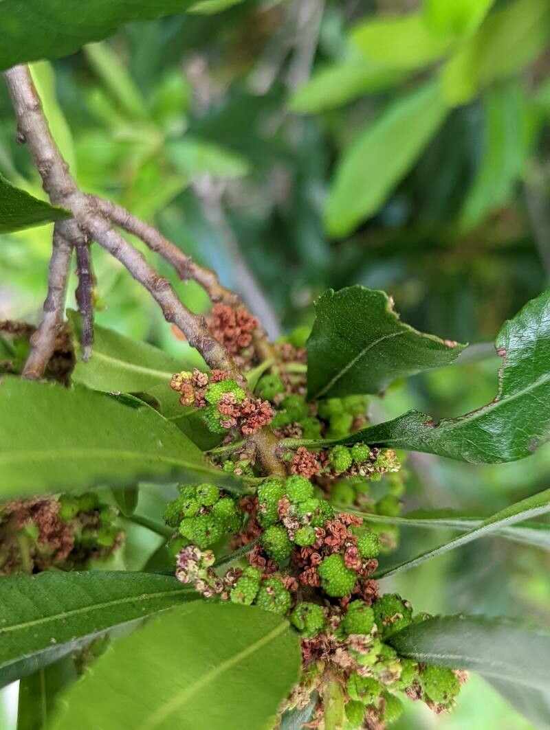 Myrica californica flower