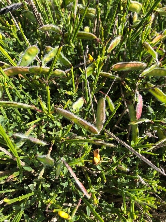 Cytisus decumbens fruit
