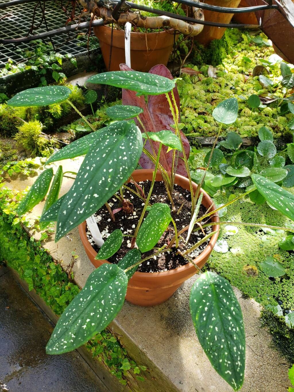 Caladium palaciosii habit