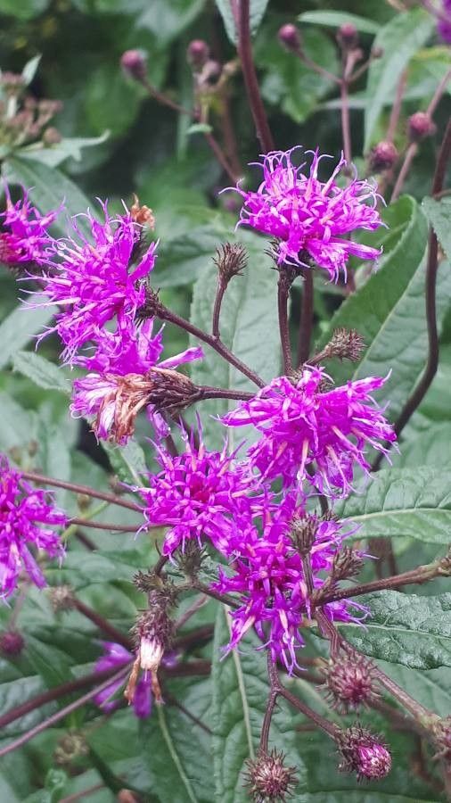 Vernonia gigantea flower