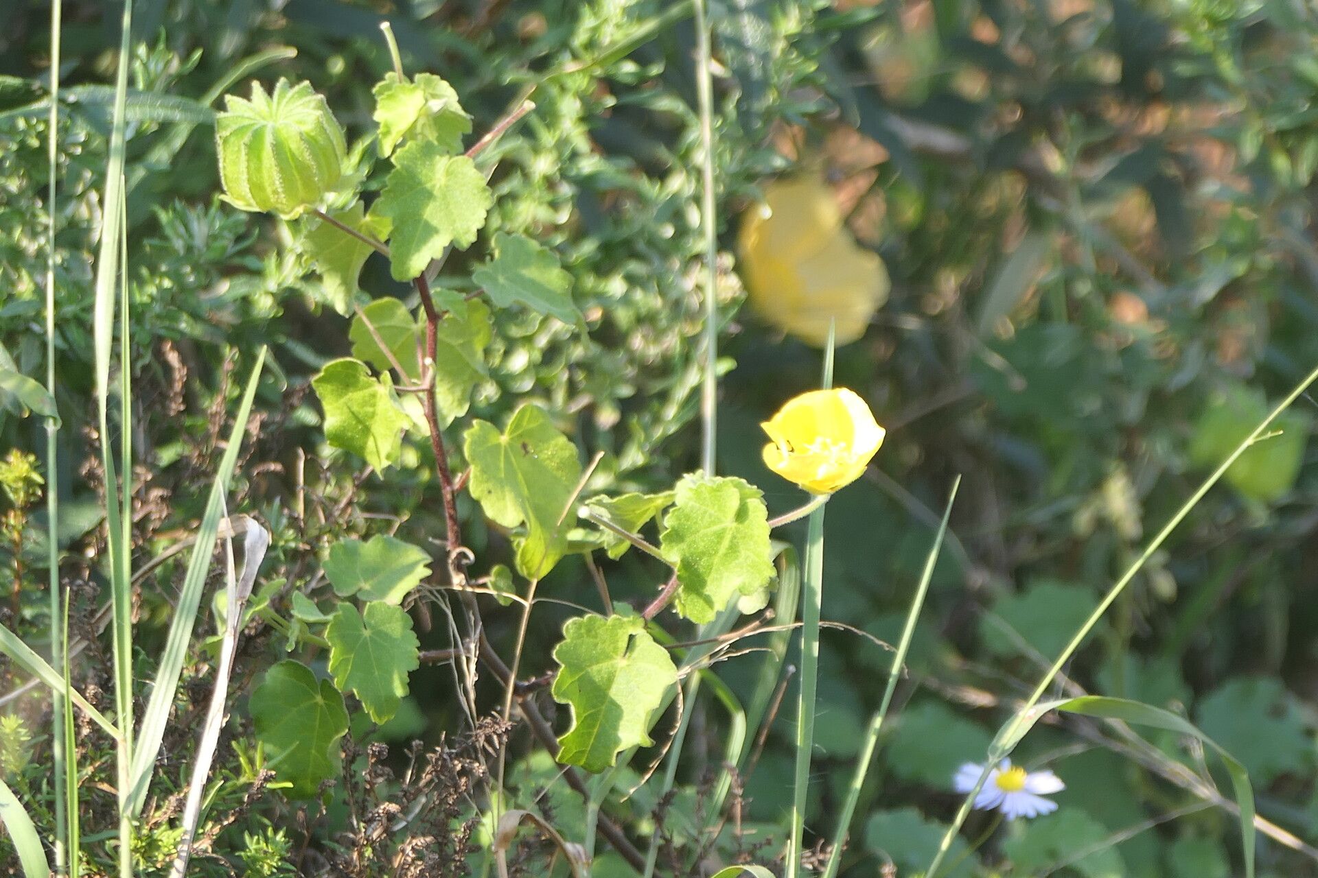 Pavonia praemorsa flower