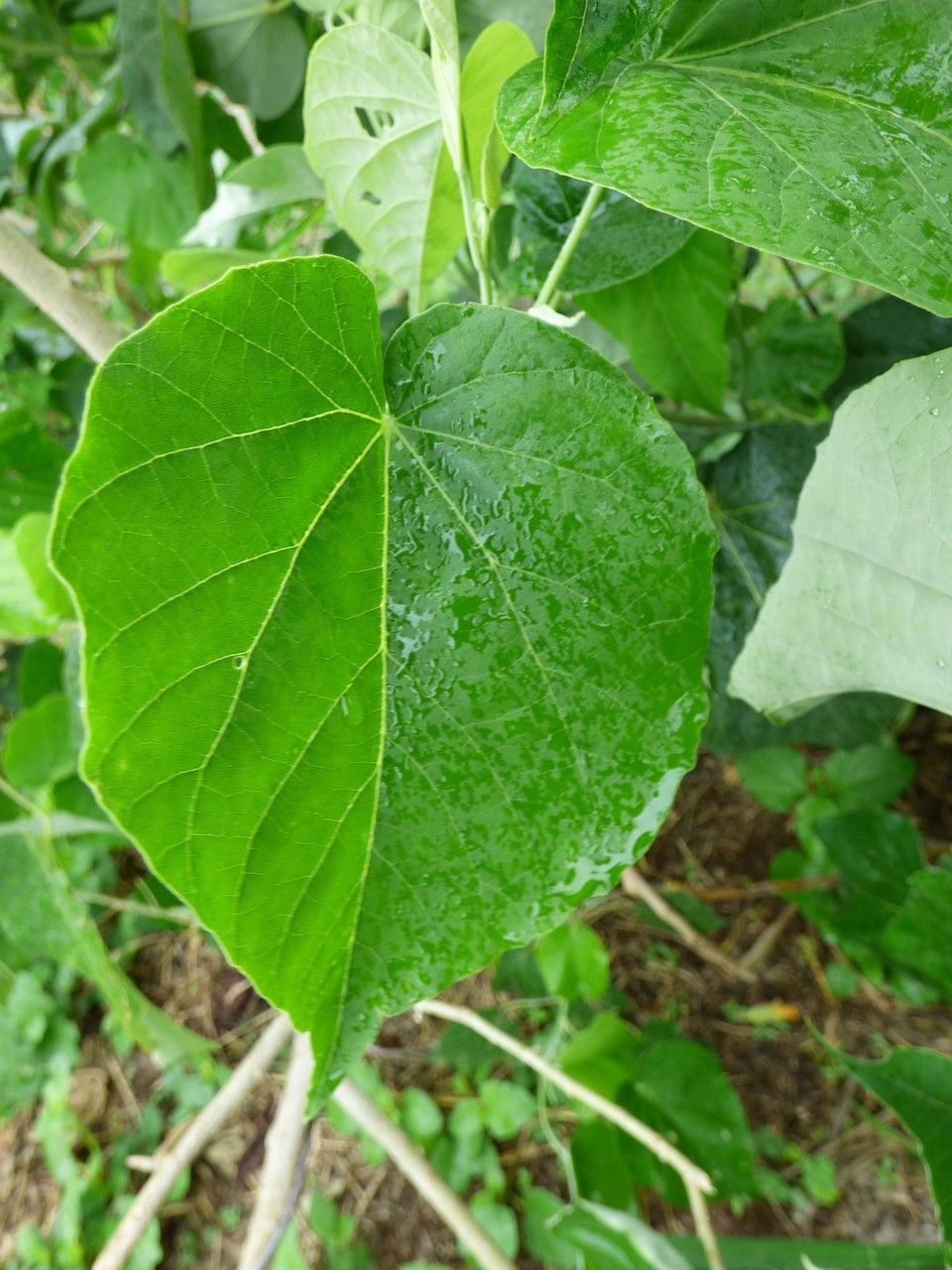 Abutilon exstipulare — search result for 'Abutilon'
