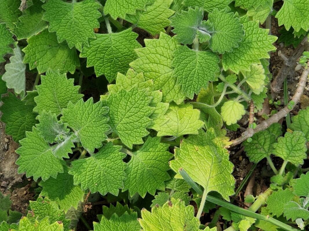 Plectranthus grandibracteatus — search result for 'Plectranthus'