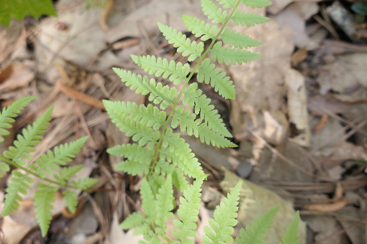 Athyrium asplenioides leaf