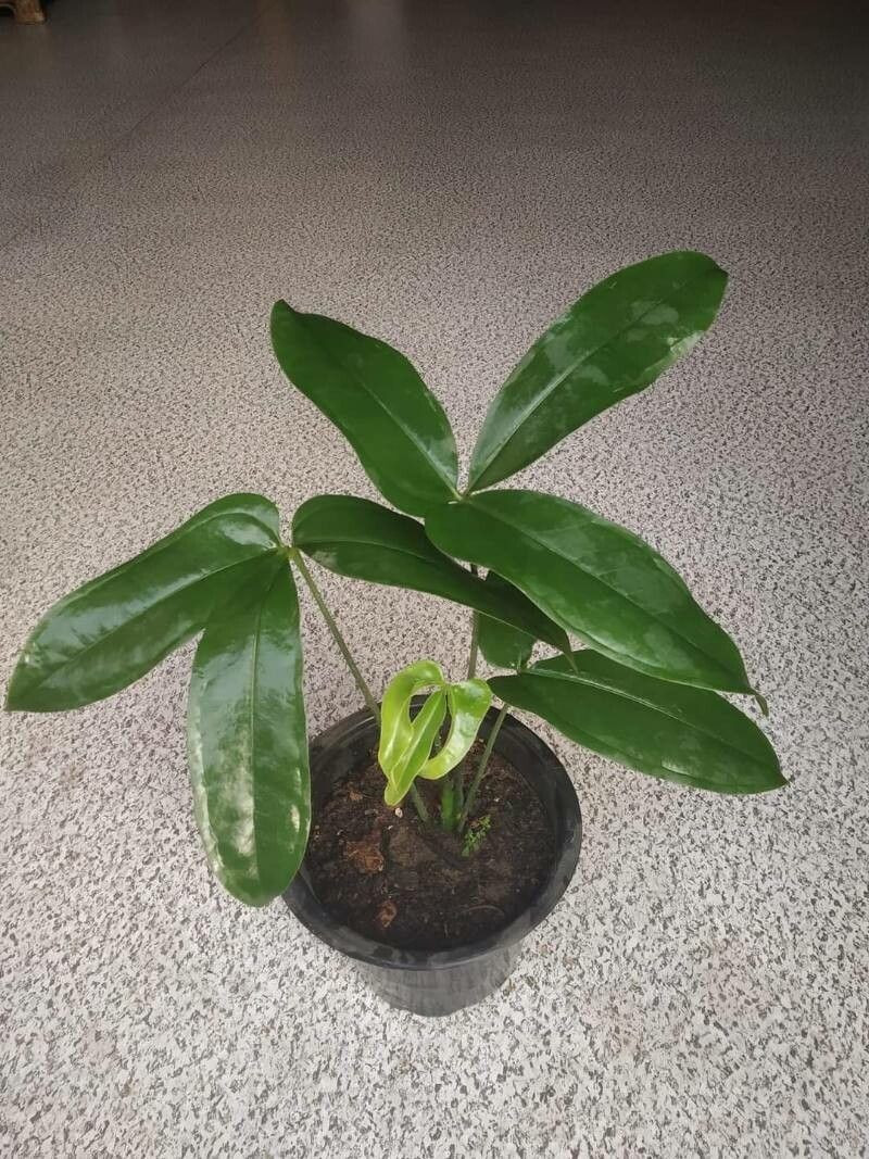 Anthurium polydactylum — search result for 'Anthurium'