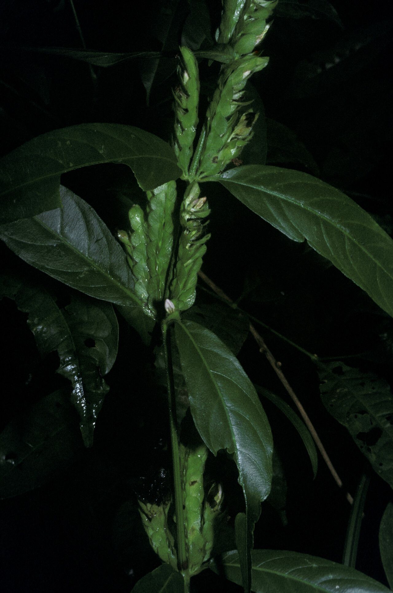 Justicia polystachya — search result for 'Justicia'