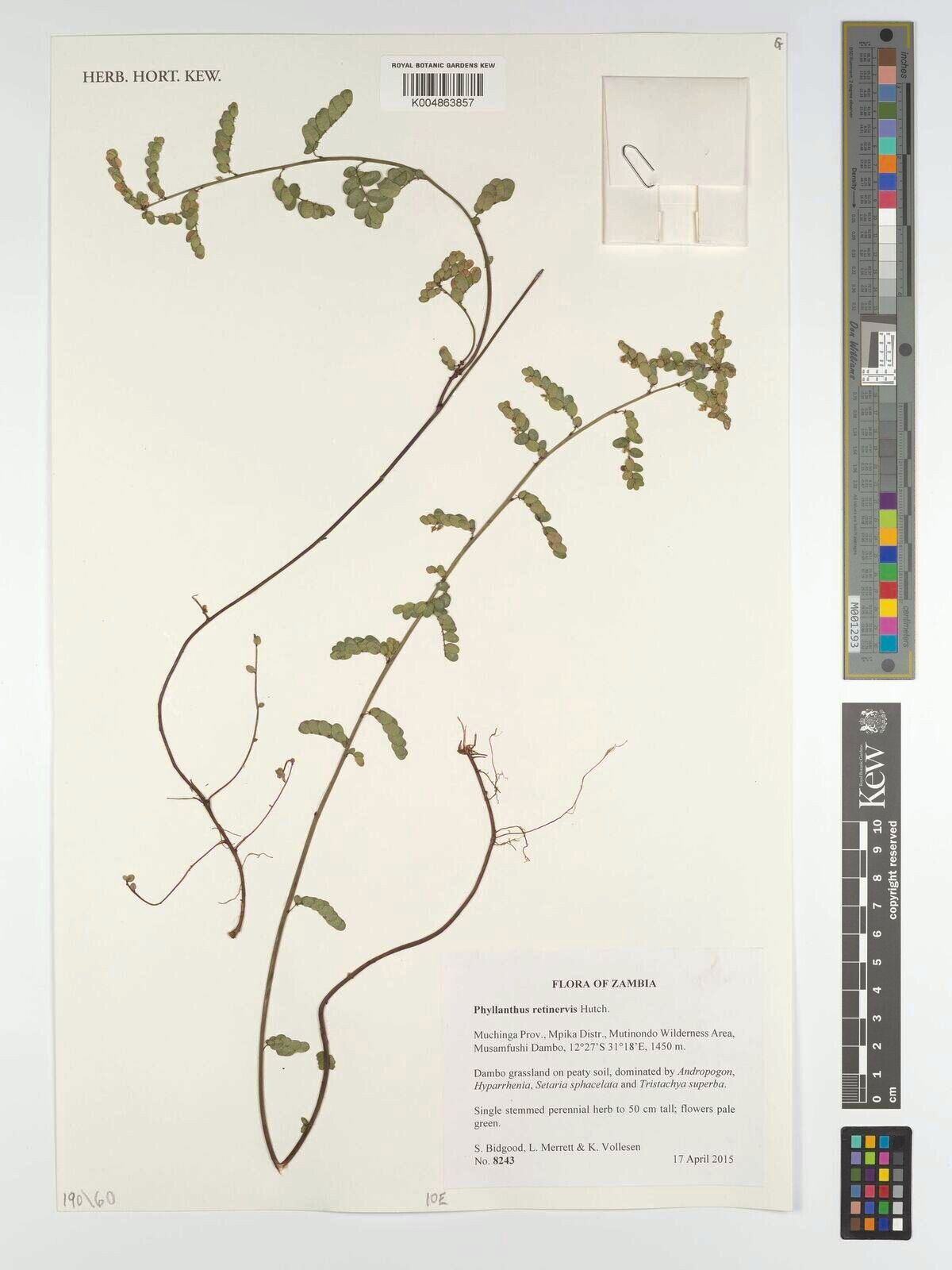 Phyllanthus retinervis — houseplant care guide