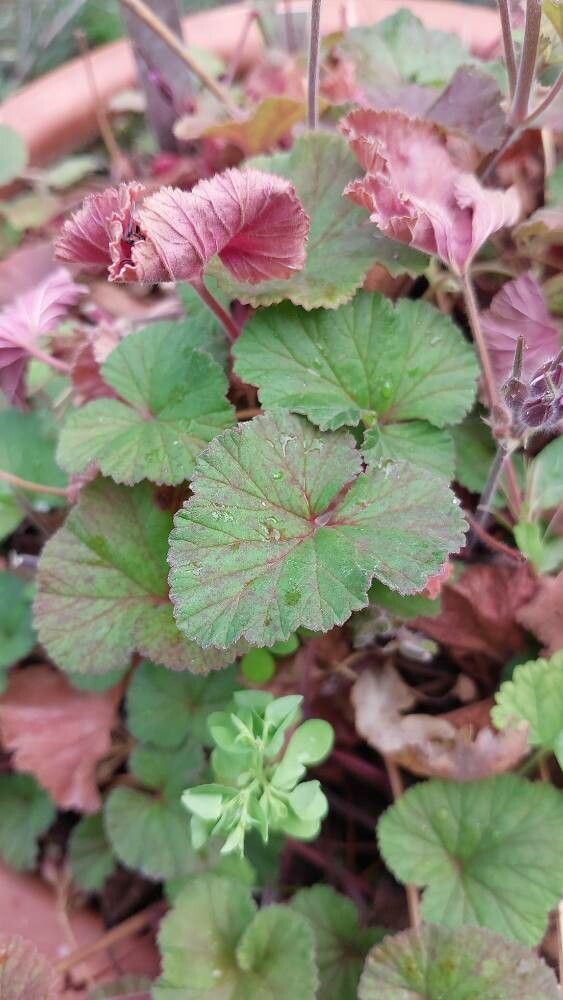 Pelargonium helmsii — houseplant care guide