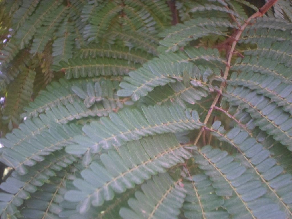 Peltophorum pterocarpum leaf