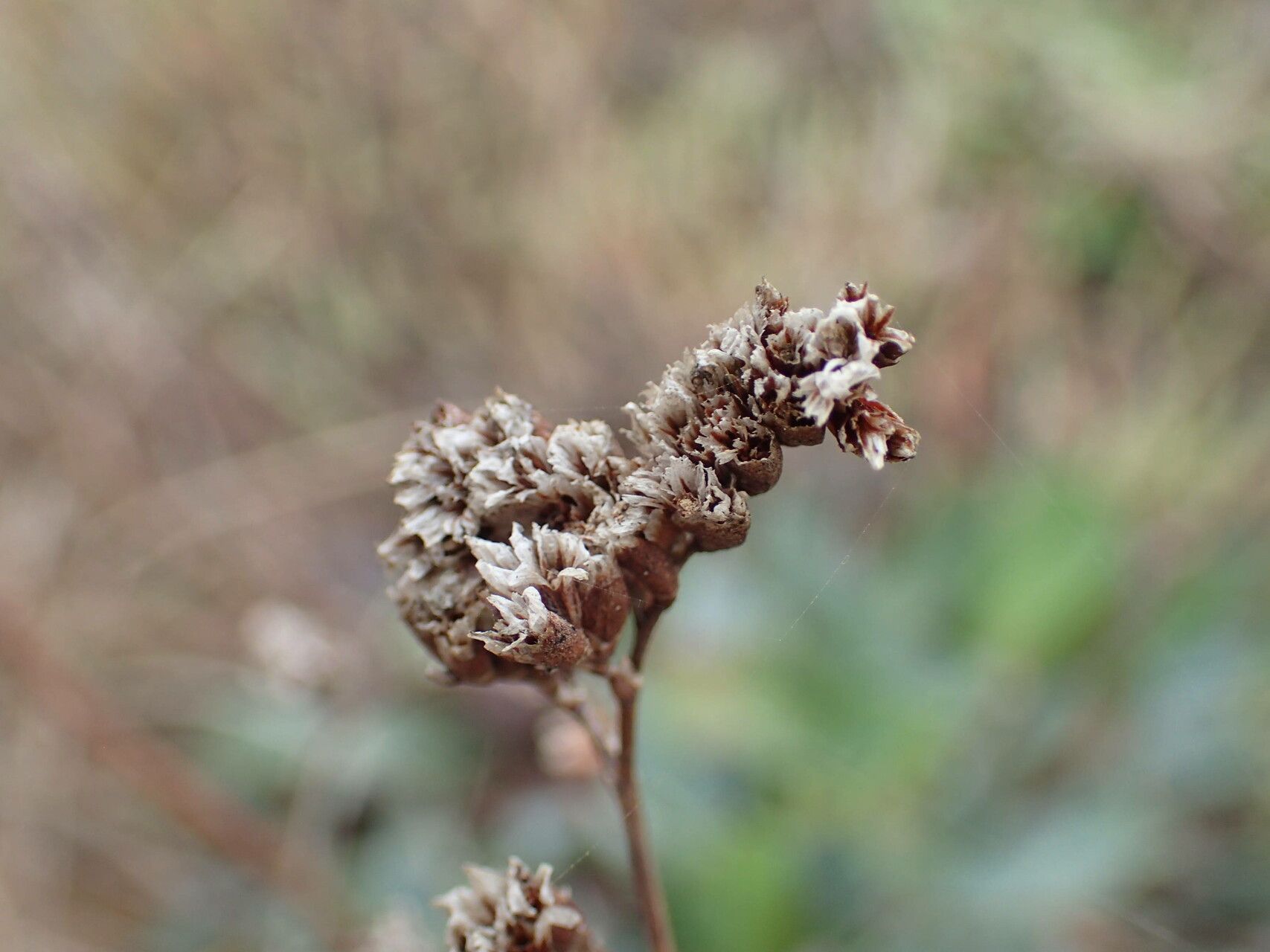 Limonium auriculiursifolium fruit