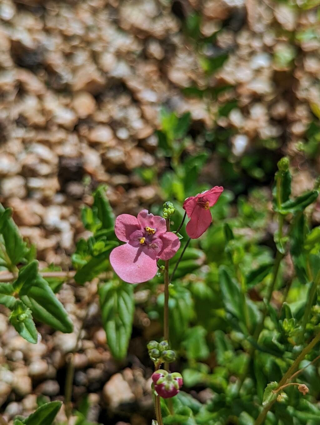 Diascia barberae flower