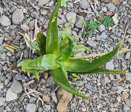 Aloe forbesii — houseplant care guide