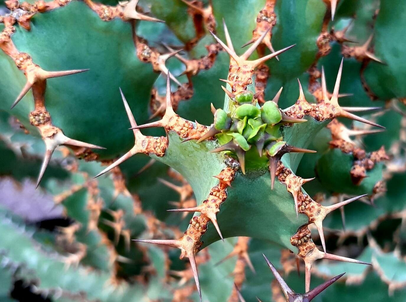 Euphorbia tortirama — houseplant care guide