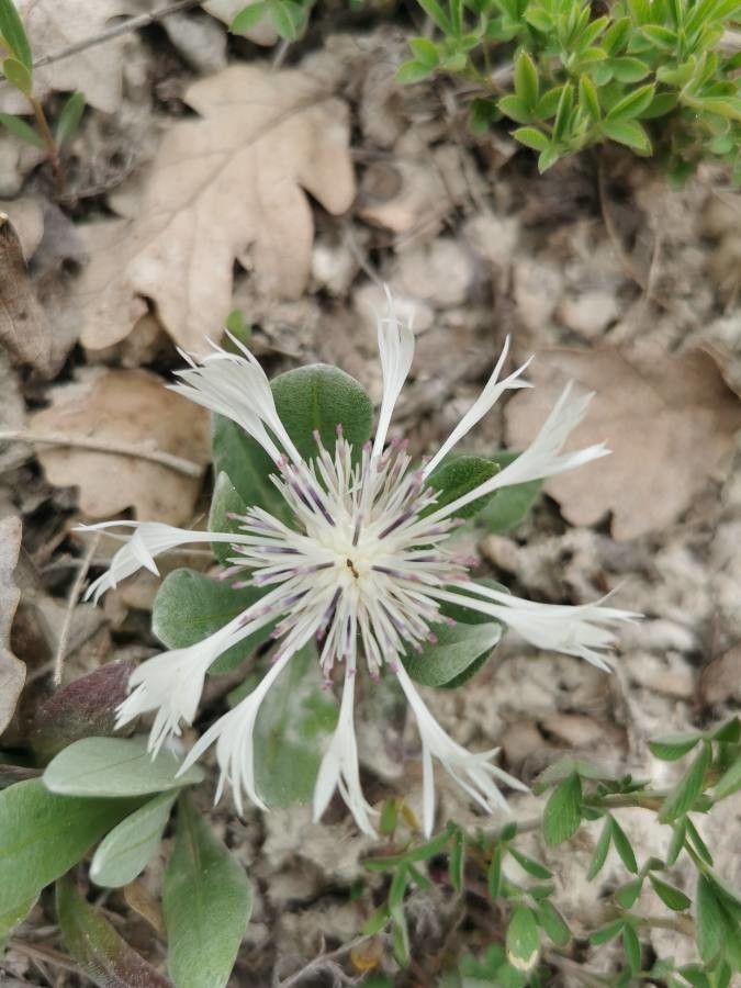 Cyanus thirkei flower