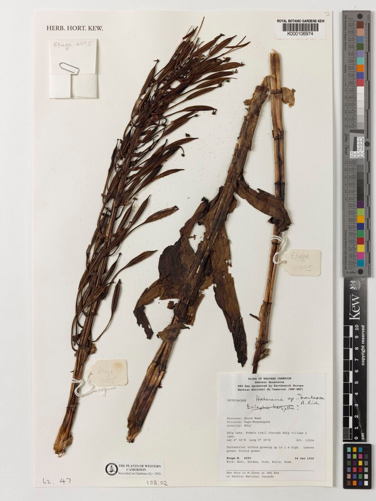 Habenaria bracteosa — houseplant care guide