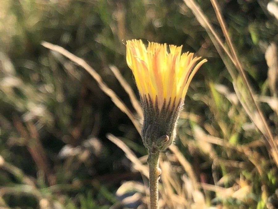 Pilosella officinarum flower