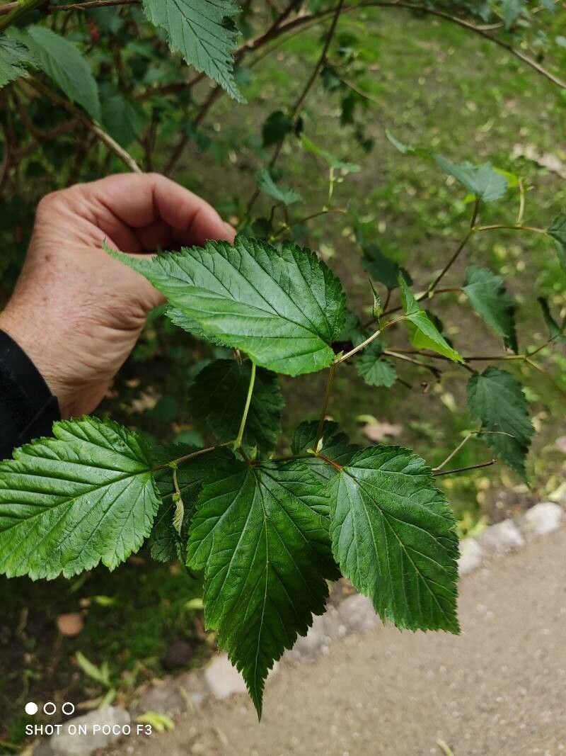 Neillia affinis — related species from the same genus