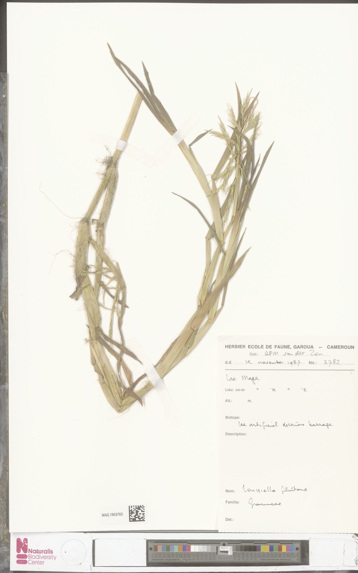 Louisiella fluitans — related species from the same genus