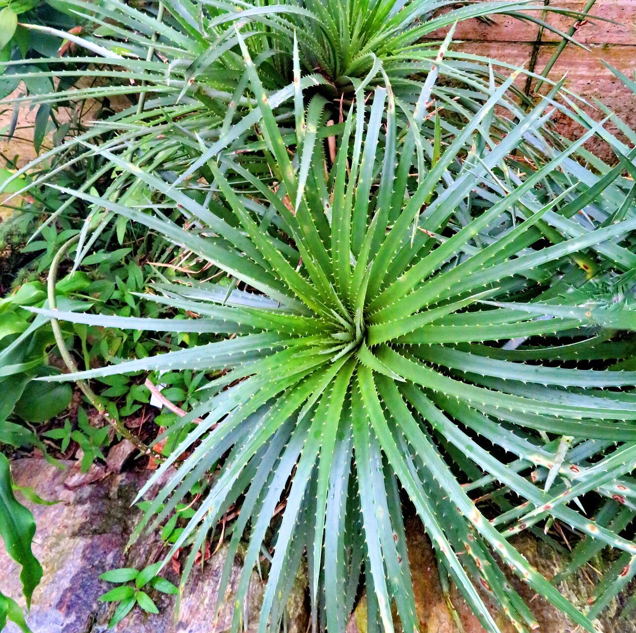 Dyckia hebdingii — houseplant care guide