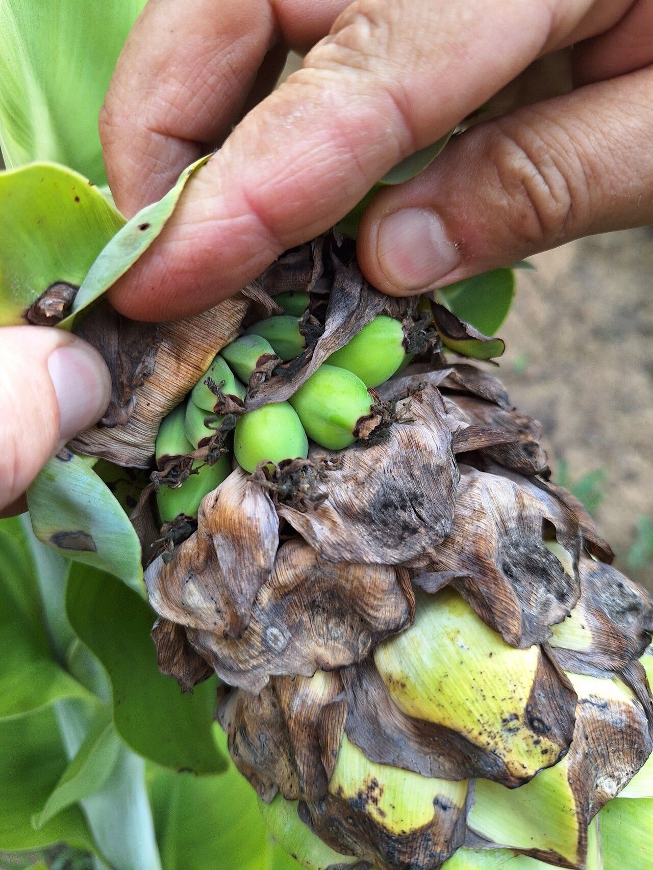 Ensete homblei fruit