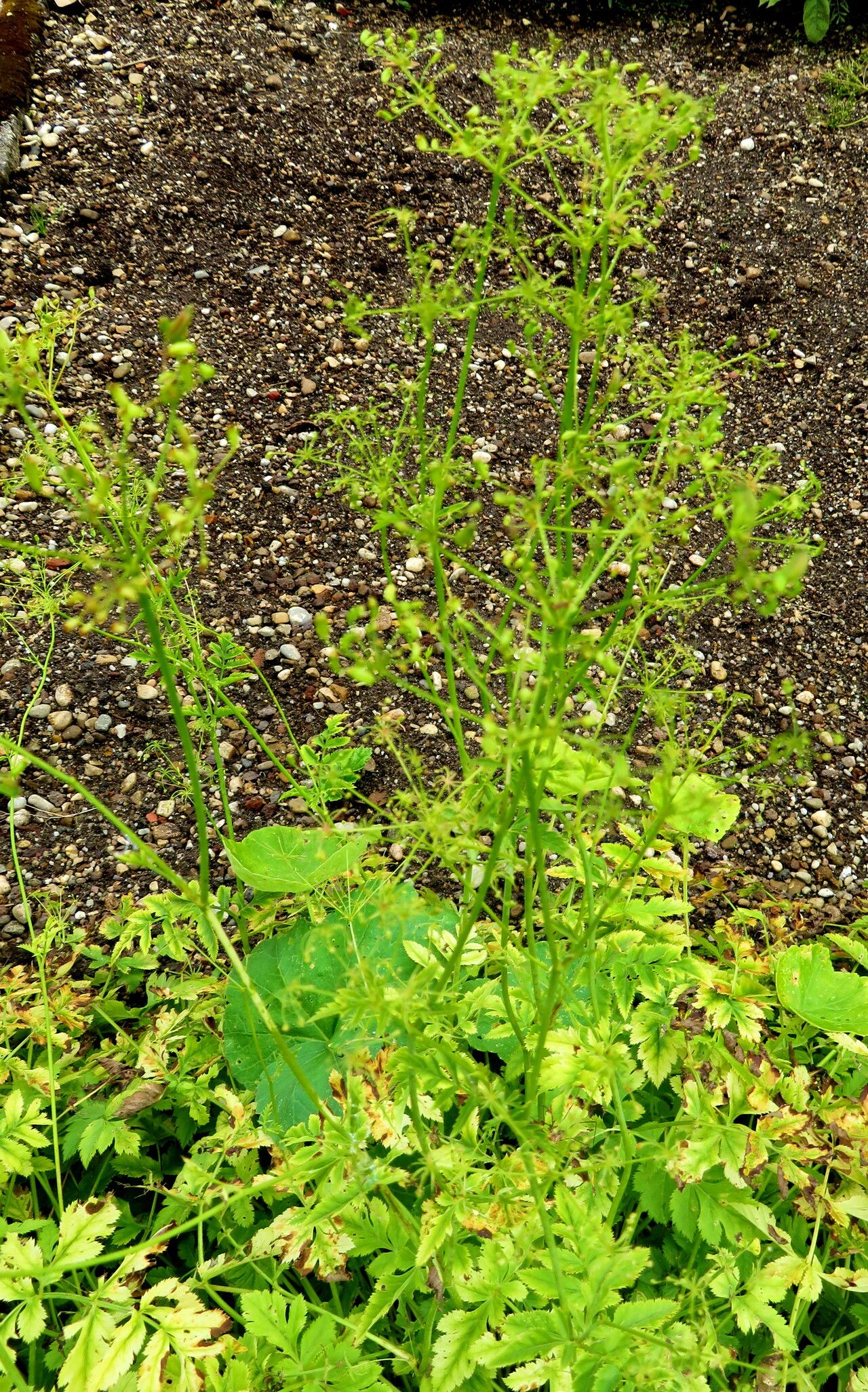 Pimpinella affinis flower