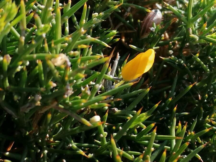 Genista horrida flower