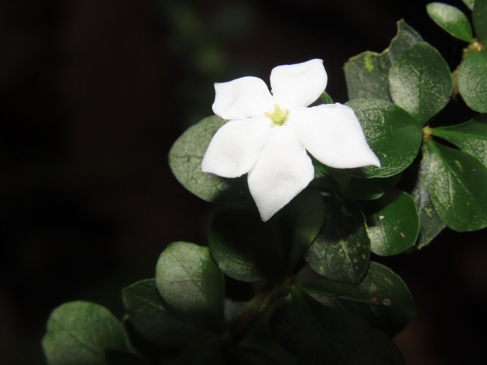 Randia lonicerioides flower