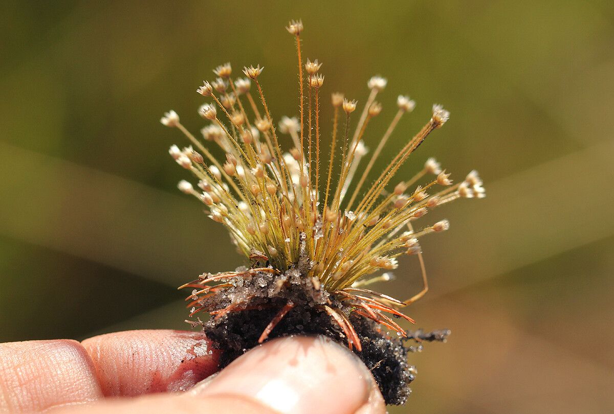 Syngonanthus welwitschii flower