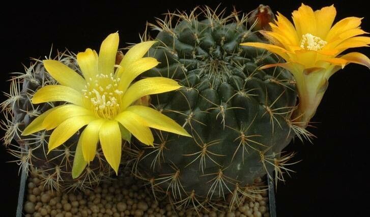 Rebutia glomeriseta flower