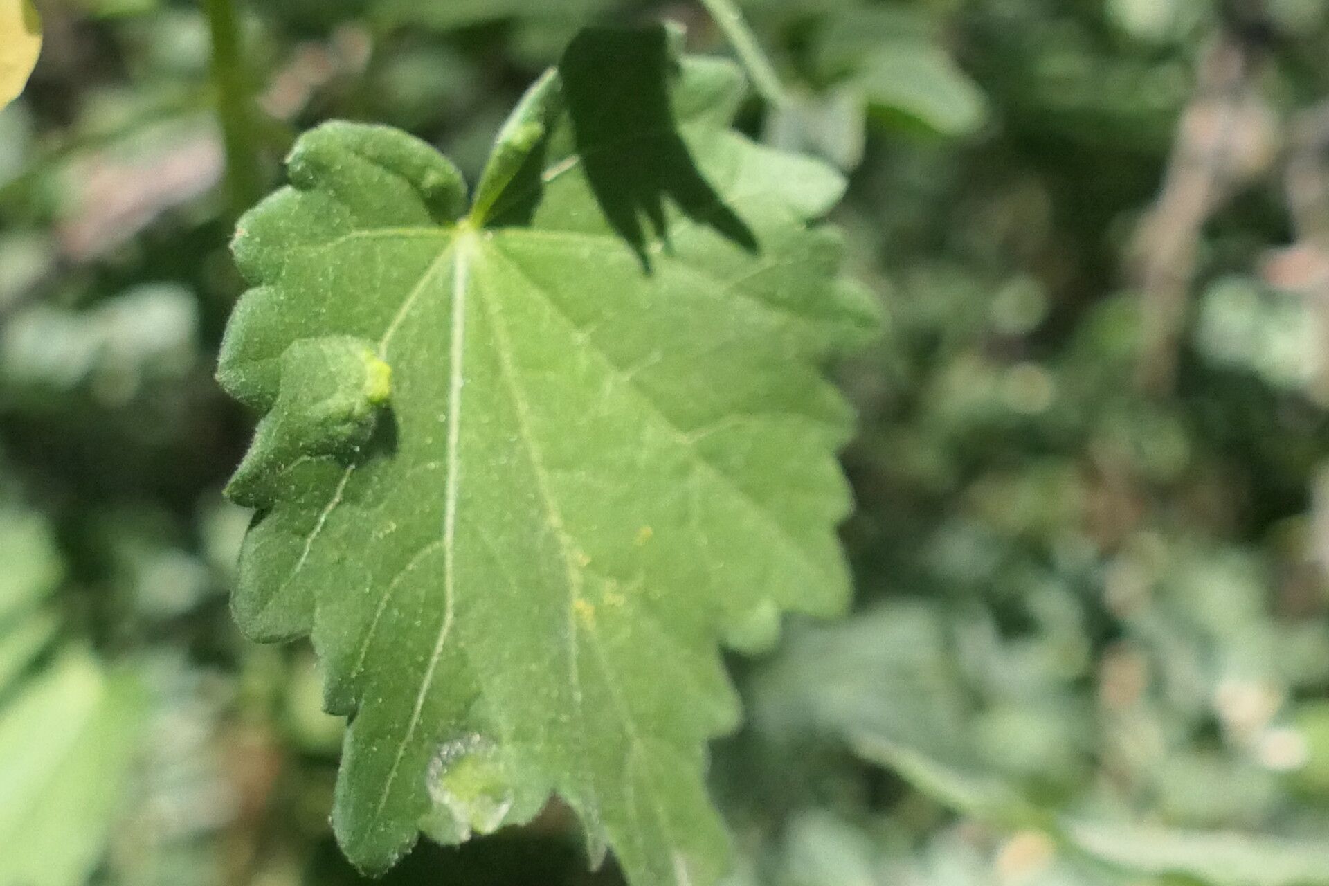 Pavonia burchellii leaf