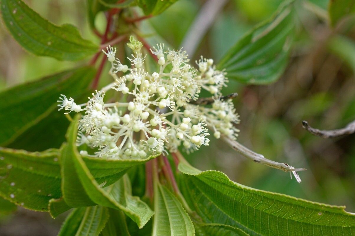 Miconia globuliflora flower